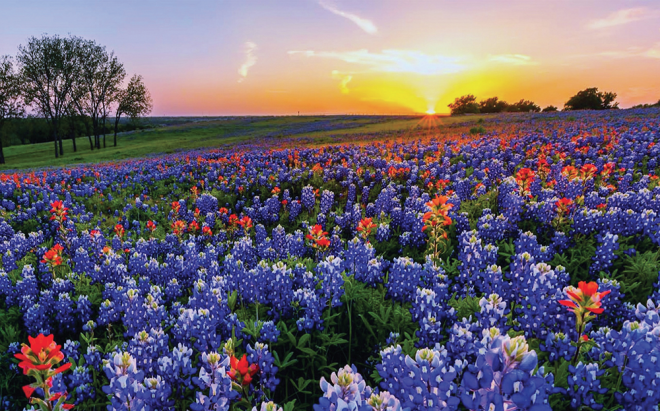 Wildflowers at a rally in Texas at sunset