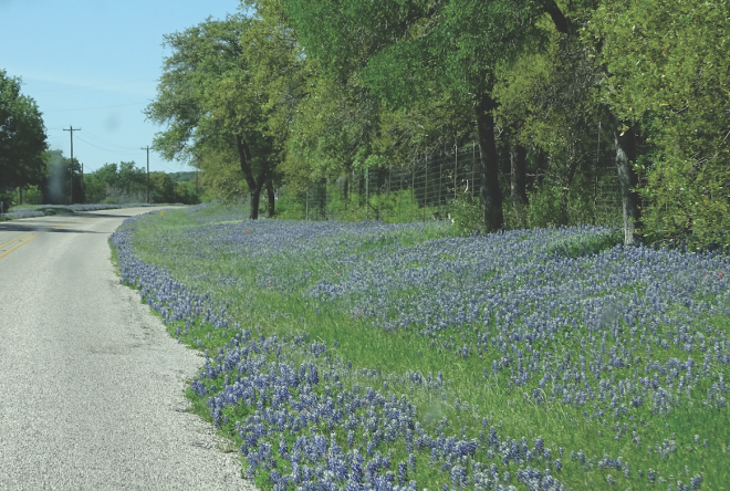 Texas Bluebonnets on the road at the Texas 1000 Vintage Rally
