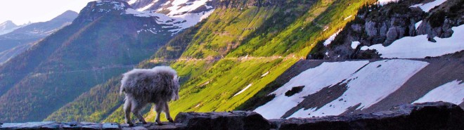 A mountain goat on the Going-To-The-Sun Road