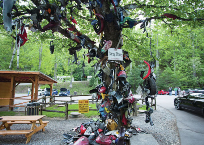 The Tree of Shame at the Tail of the Dragon